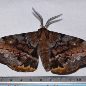 Chelepteryx collesi at QPRC LGA - 11 Apr 2024