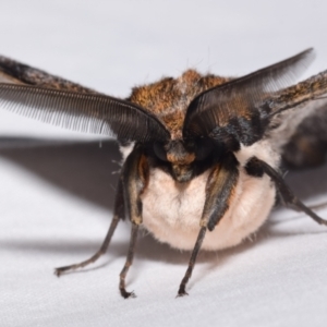 Chelepteryx collesi at QPRC LGA - 11 Apr 2024