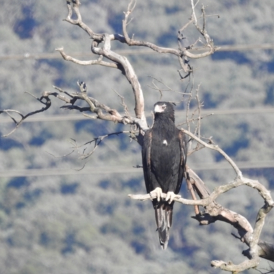 Aquila audax (Wedge-tailed Eagle) at Lions Youth Haven - Westwood Farm - 9 Apr 2024 by HelenCross