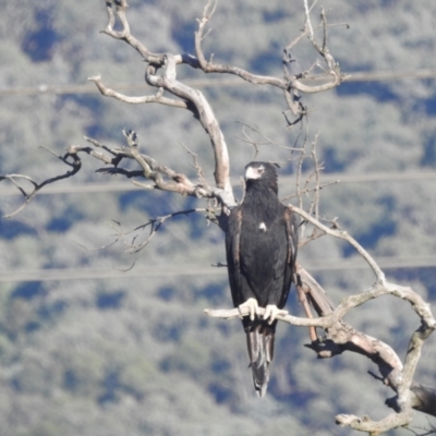 Aquila audax (Wedge-tailed Eagle) at Lions Youth Haven - Westwood Farm A.C.T. - 9 Apr 2024 by HelenCross