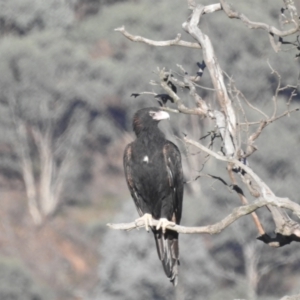 Aquila audax at Lions Youth Haven - Westwood Farm A.C.T. - 10 Apr 2024