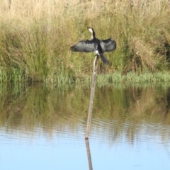 Microcarbo melanoleucos (Little Pied Cormorant) at Lions Youth Haven - Westwood Farm - 9 Apr 2024 by HelenCross
