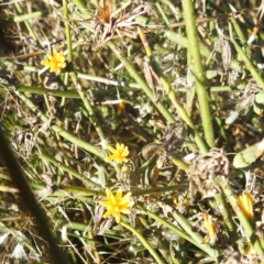 Chondrilla juncea (Skeleton Weed) at Lions Youth Haven - Westwood Farm A.C.T. - 10 Apr 2024 by HelenCross