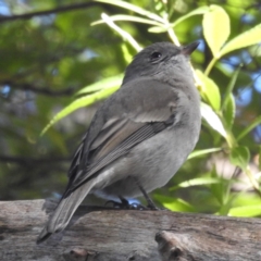 Pachycephala pectoralis (Golden Whistler) at Acton, ACT - 10 Apr 2024 by HelenCross