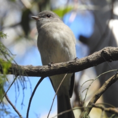 Pachycephala pectoralis at ANBG - 10 Apr 2024