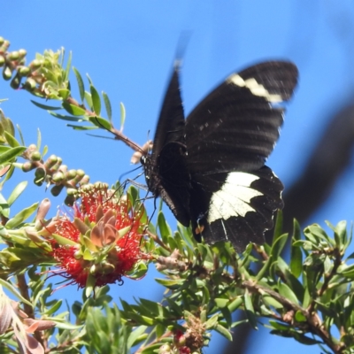 Papilio aegeus (Orchard Swallowtail, Large Citrus Butterfly) at Acton, ACT - 10 Apr 2024 by HelenCross