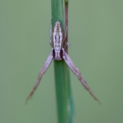 Runcinia acuminata (Pointy Crab Spider) at Broulee Moruya Nature Observation Area - 11 Apr 2024 by LisaH