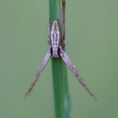 Runcinia acuminata (Pointy Crab Spider) at Broulee Moruya Nature Observation Area - 11 Apr 2024 by LisaH