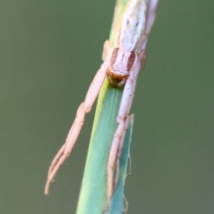 Runcinia acuminata at Broulee Moruya Nature Observation Area - suppressed