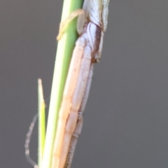 Runcinia acuminata at Broulee Moruya Nature Observation Area - suppressed