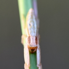 Runcinia acuminata at Broulee Moruya Nature Observation Area - suppressed