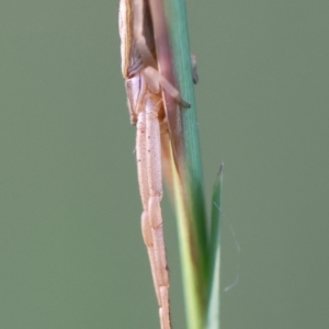 Runcinia acuminata at Broulee Moruya Nature Observation Area - suppressed