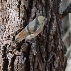 Pachycephala pectoralis (Golden Whistler) at Broulee Moruya Nature Observation Area - 11 Apr 2024 by LisaH