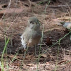 Pachycephala pectoralis at Moruya, NSW - suppressed