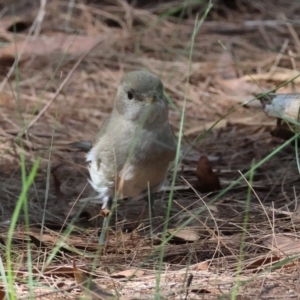 Pachycephala pectoralis at Moruya, NSW - 11 Apr 2024