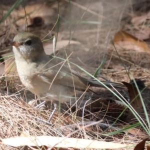 Pachycephala pectoralis at Moruya, NSW - suppressed