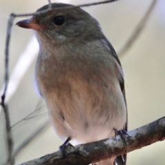 Pachycephala pectoralis at Moruya, NSW - suppressed