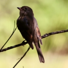 Pachycephala pectoralis at Moruya, NSW - 11 Apr 2024