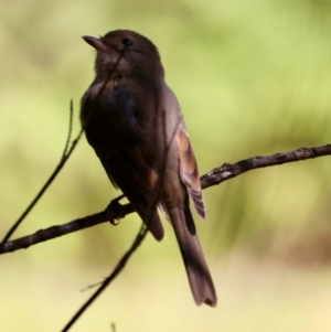 Pachycephala pectoralis at Moruya, NSW - 11 Apr 2024