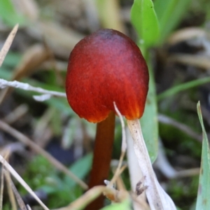 Hygrocybe astatogala at Moruya, NSW - suppressed