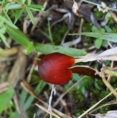 Hygrocybe astatogala at Moruya, NSW - suppressed