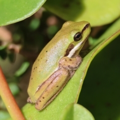 Litoria fallax (Eastern Dwarf Tree Frog) at Broulee Moruya Nature Observation Area - 11 Apr 2024 by LisaH
