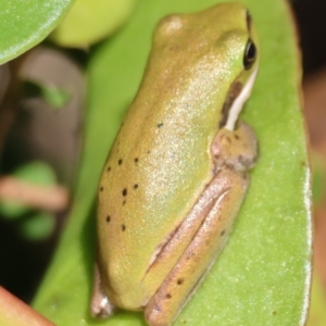 Litoria fallax at Moruya, NSW - 11 Apr 2024