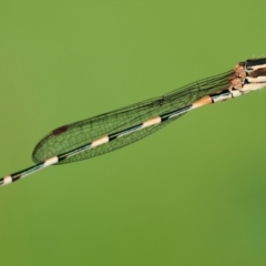 Austrolestes leda (Wandering Ringtail) at Broulee Moruya Nature Observation Area - 11 Apr 2024 by LisaH