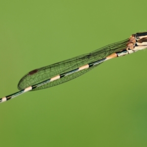 Austrolestes leda at Moruya, NSW - suppressed