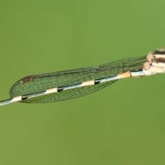 Austrolestes leda at Moruya, NSW - suppressed