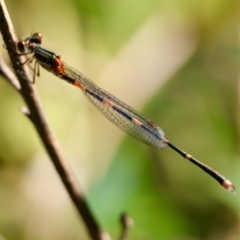 Austrolestes leda at Moruya, NSW - suppressed