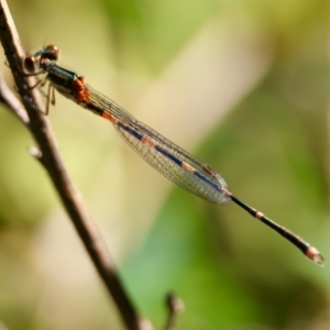 Austrolestes leda at Moruya, NSW - 11 Apr 2024