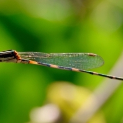 Austrolestes leda at Moruya, NSW - 11 Apr 2024