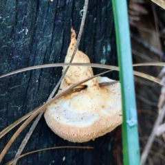 Unidentified Fungus at Broulee Moruya Nature Observation Area - 28 Mar 2024 by LisaH