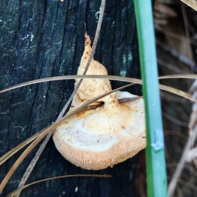 Unidentified Fungus by LisaH