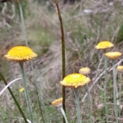 Coronidium monticola (Mountain Button Everlasting) at Paddys River, ACT - 22 Oct 2023 by Venture