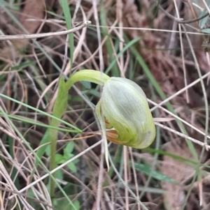 Pterostylis nutans at Tidbinbilla Nature Reserve - suppressed