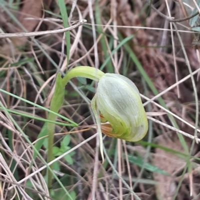 Pterostylis nutans (Nodding Greenhood) at Paddys River, ACT - 22 Oct 2023 by Venture
