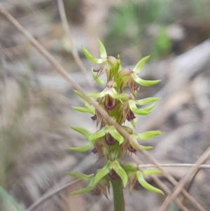 Corunastylis cornuta at Black Mountain - suppressed