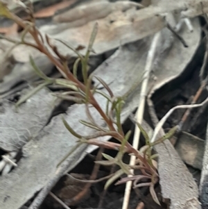 Brachyscome rigidula at Black Mountain - 1 Apr 2024 02:19 PM