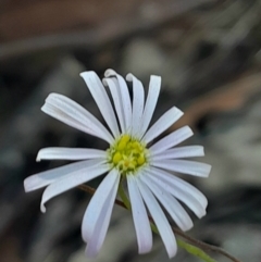 Brachyscome rigidula at Black Mountain - 1 Apr 2024 02:19 PM