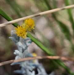 Chrysocephalum apiculatum at Black Mountain - 1 Apr 2024 01:45 PM