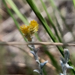 Chrysocephalum apiculatum at Black Mountain - 1 Apr 2024