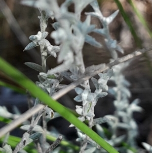 Chrysocephalum apiculatum at Black Mountain - 1 Apr 2024