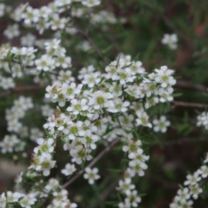 Leptospermum sp. at Wingecarribee Local Government Area - 13 Dec 2023 09:14 AM