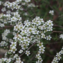 Leptospermum sp. (Tea Tree) at Alpine - 12 Dec 2023 by JanHartog