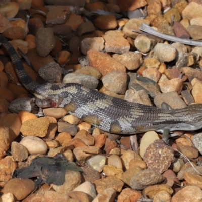 Tiliqua scincoides scincoides (Eastern Blue-tongue) at Wellington Point, QLD - 28 Mar 2024 by TimL