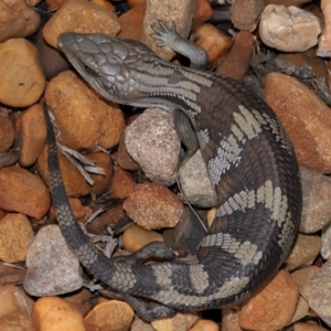 Tiliqua scincoides scincoides at Wellington Point, QLD - suppressed