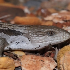 Tiliqua scincoides scincoides at Wellington Point, QLD - suppressed