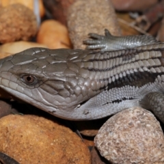 Tiliqua scincoides scincoides at Wellington Point, QLD - suppressed